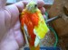 0,1 zlatožlutá rudoprsá - mladý pták
