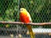 1,0  zlatožlutá rudoprsá - mladý pták